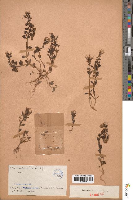 spécimen de Linaria reflexa