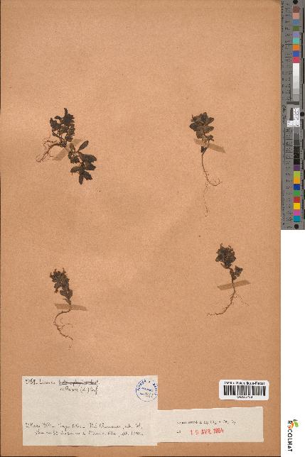 spécimen de Linaria reflexa