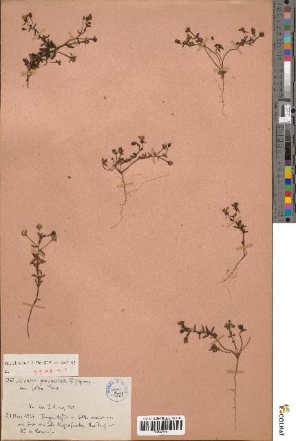 spécimen de Linaria pedunculata