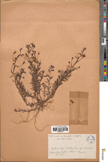 spécimen de Linaria pedunculata