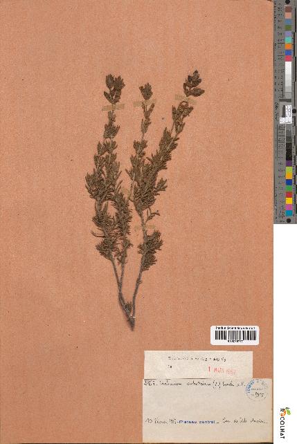 spécimen de Halimium umbellatum