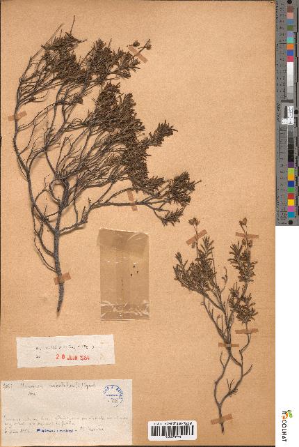 spécimen de Halimium umbellatum