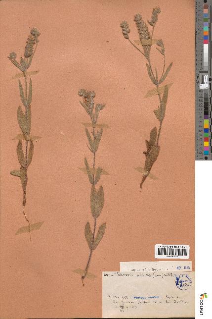 spécimen de Tuberaria echioides