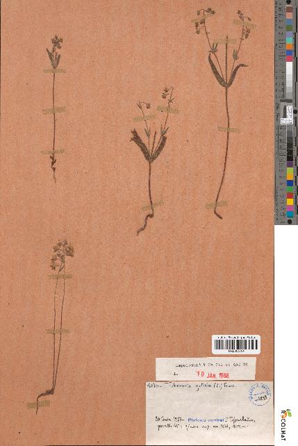 spécimen de Tuberaria guttata