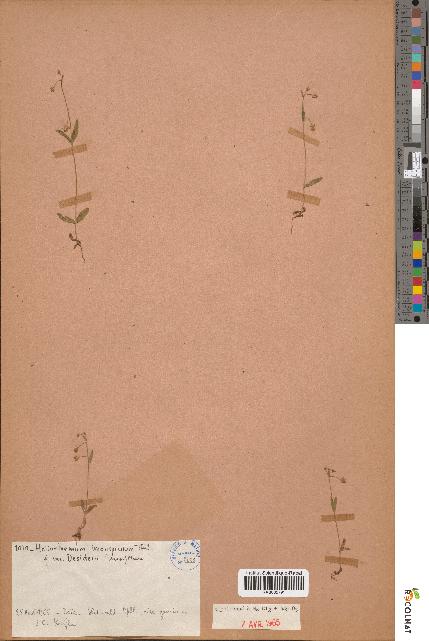 spécimen de Helianthemum inconspicuum