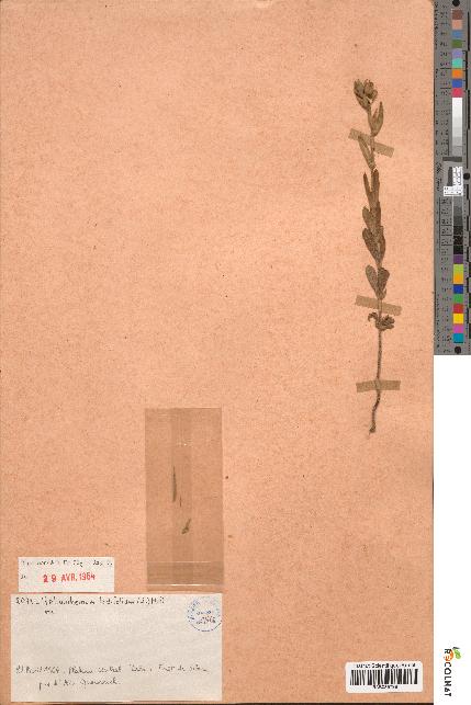 spécimen de Helianthemum ledifolium
