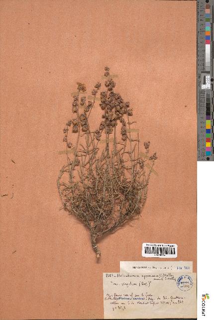 spécimen de Helianthemum apenninum