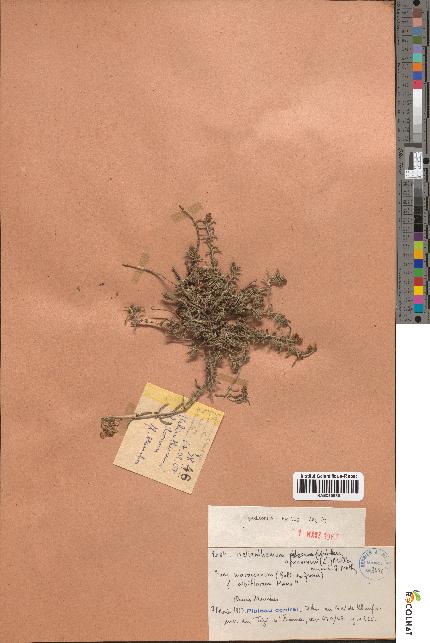 spécimen de Helianthemum apenninum