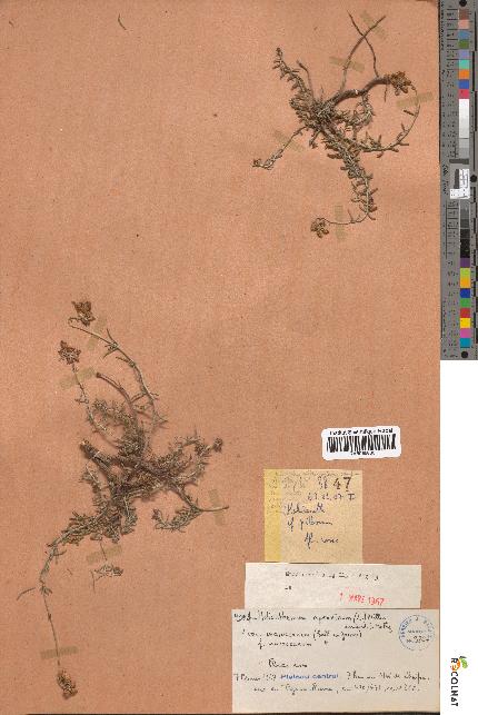 spécimen de Helianthemum apenninum