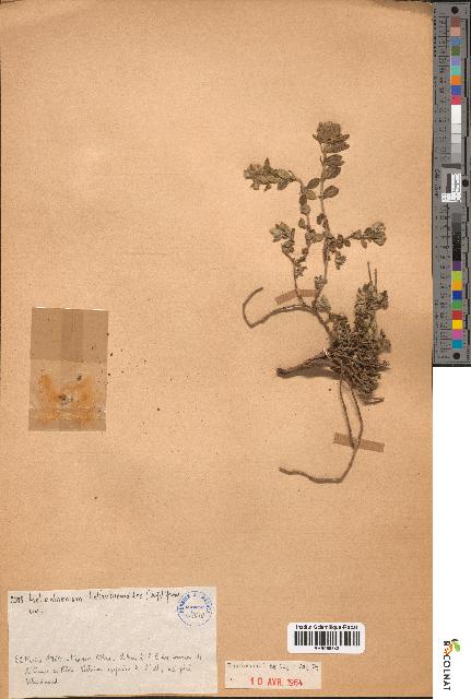 spécimen de Helianthemum helianthemoides