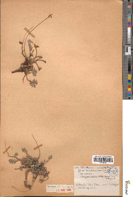 spécimen de Helianthemum croceum