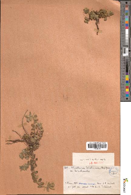 spécimen de Helianthemum helianthemoides