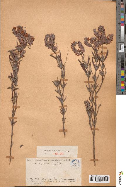 spécimen de Helianthemum lavandulifolium