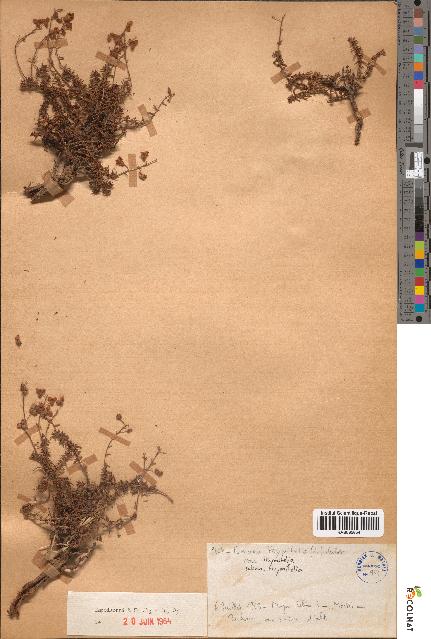 spécimen de Fumana thymifolia
