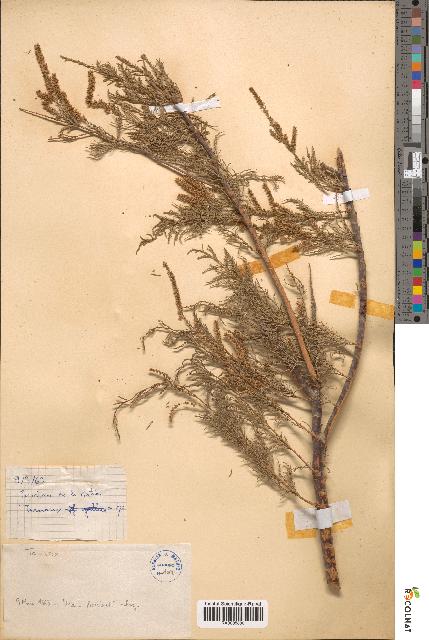 spécimen de Tamarix sp.