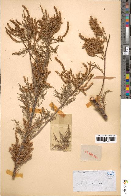 spécimen de Tamarix sp.