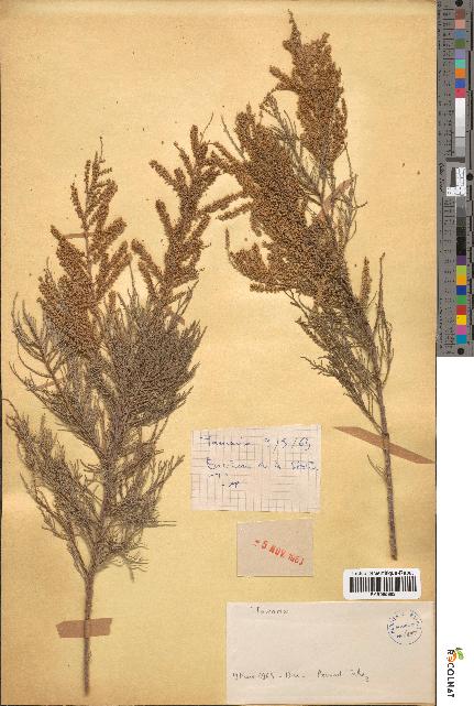 spécimen de Tamarix sp.