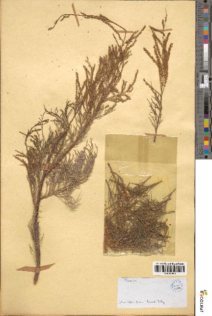 spécimen de Tamarix sp.