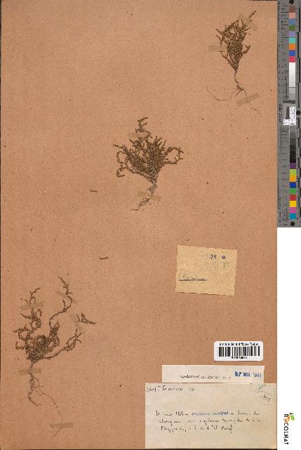 spécimen de Tamarix sp.