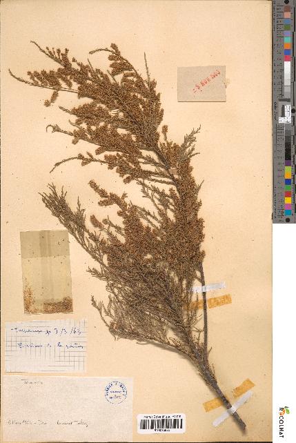 spécimen de Tamarix sp.