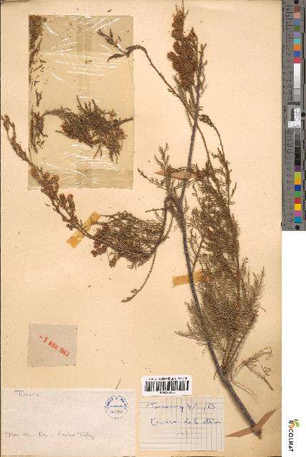 spécimen de Tamarix sp.