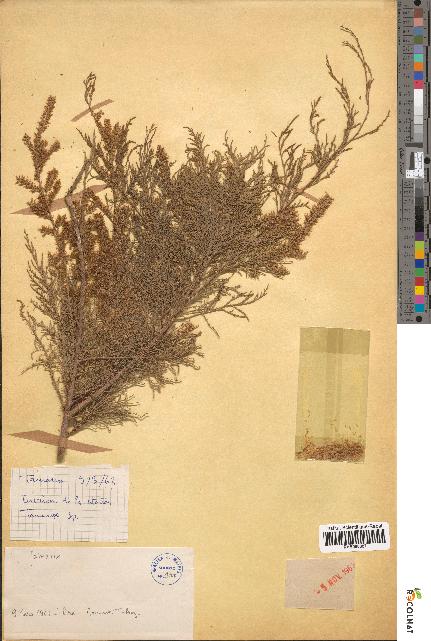 spécimen de Tamarix sp.