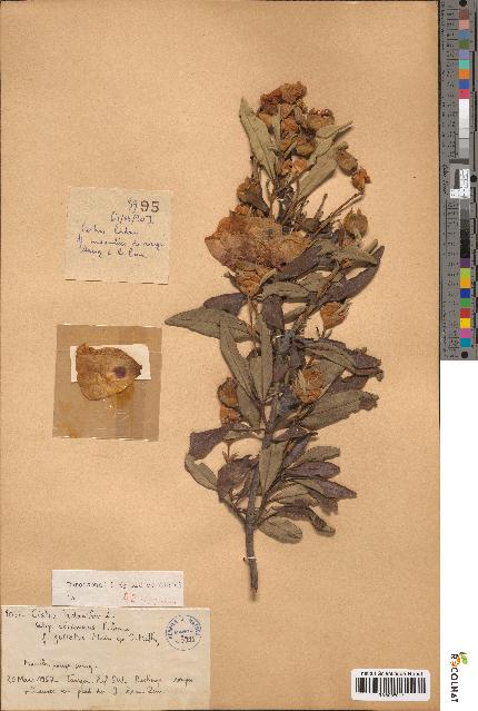 spécimen de Cistus ladanifer