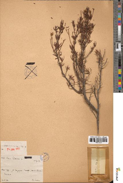 spécimen de Cistus libanotis