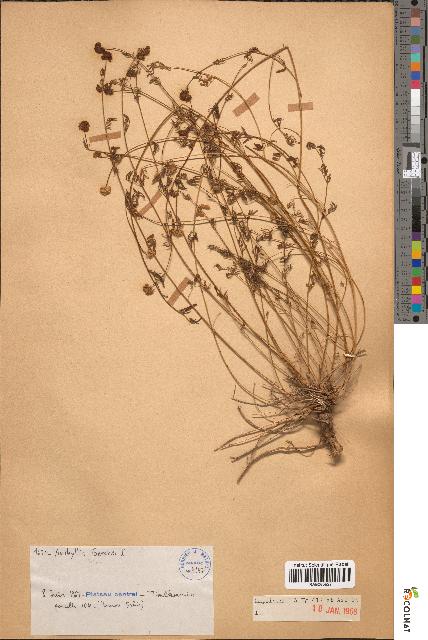 spécimen de Anthyllis gerardii