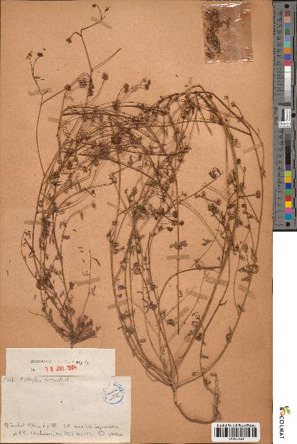 spécimen de Anthyllis gerardii
