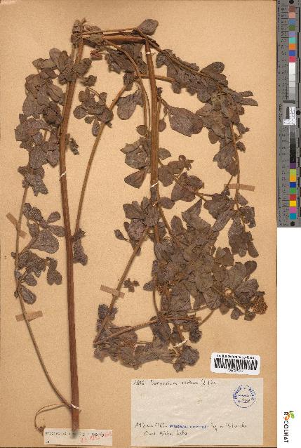 spécimen de Dorycnium rectum