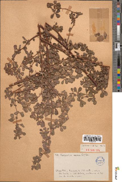 spécimen de Dorycnium rectum