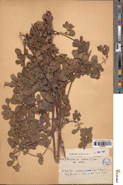 spécimen de Dorycnium rectum