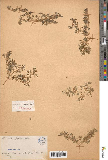 spécimen de Lotus glinoides