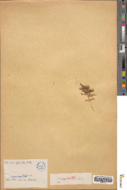 spécimen de Lotus glinoides