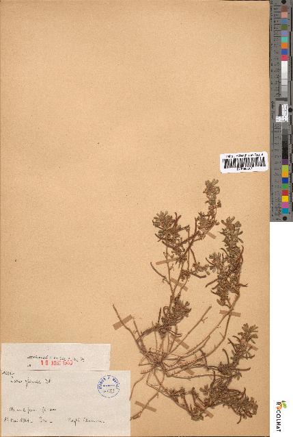 spécimen de Lotus glinoides