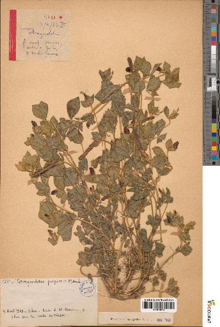 spécimen de Tetragonolobus purpureus