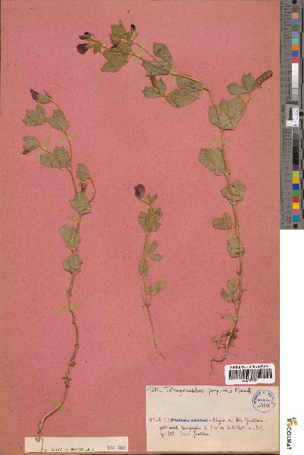 spécimen de Tetragonolobus purpureus