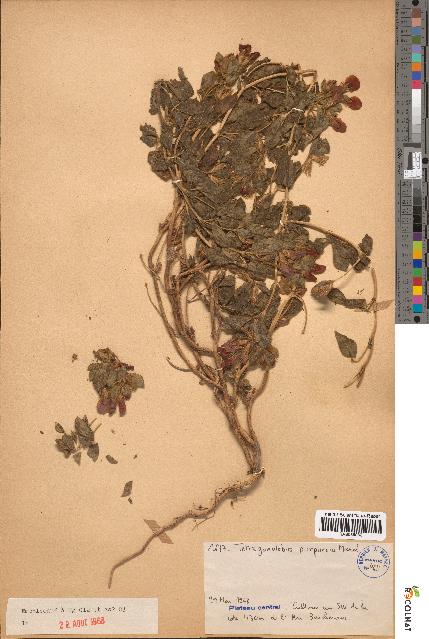 spécimen de Tetragonolobus purpureus