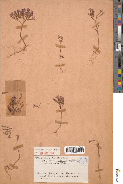 spécimen de Pistorinia breviflora