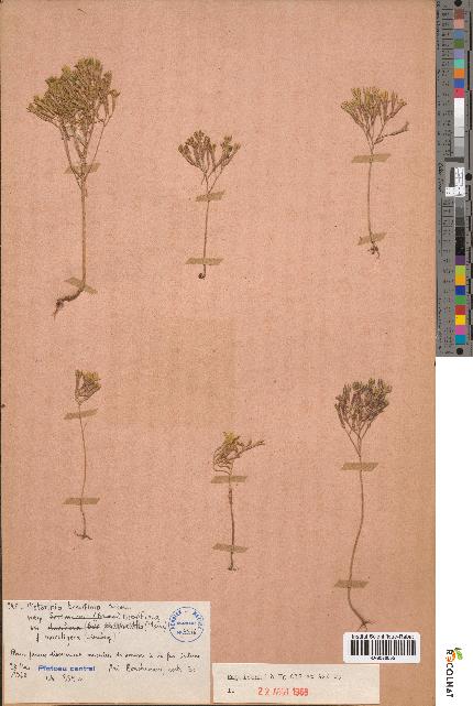 spécimen de Pistorinia breviflora