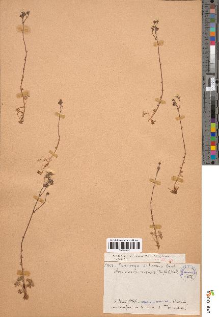 spécimen de Saxifraga dichotoma
