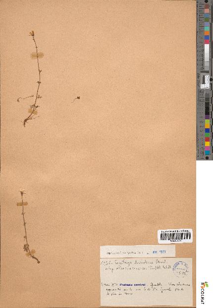 spécimen de Saxifraga dichotoma