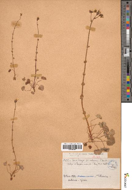 spécimen de Saxifraga dichotoma