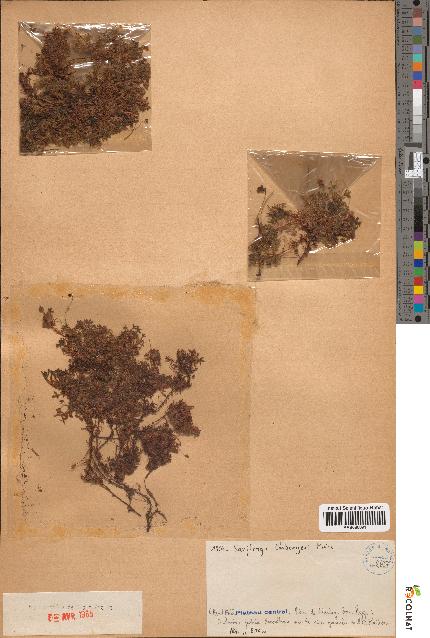 spécimen de Saxifraga embergeri
