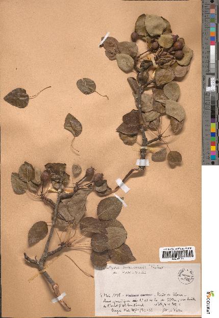 spécimen de Pyrus mamorensis