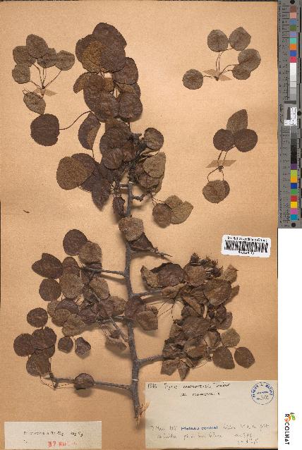 spécimen de Pyrus mamorensis