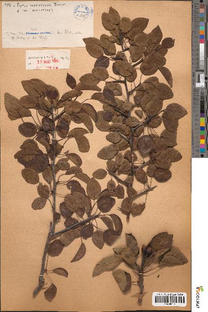 spécimen de Pyrus mamorensis