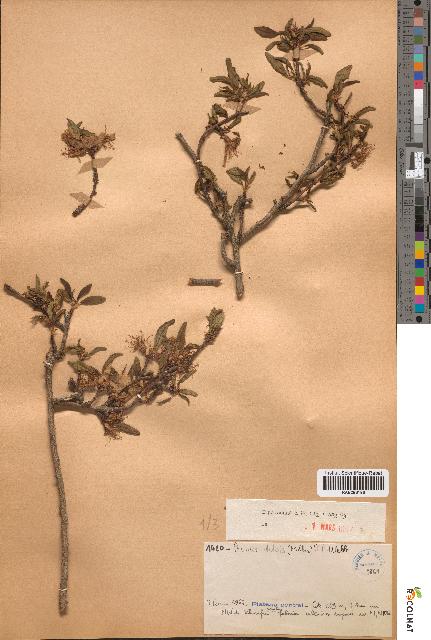 spécimen de Prunus dulcis