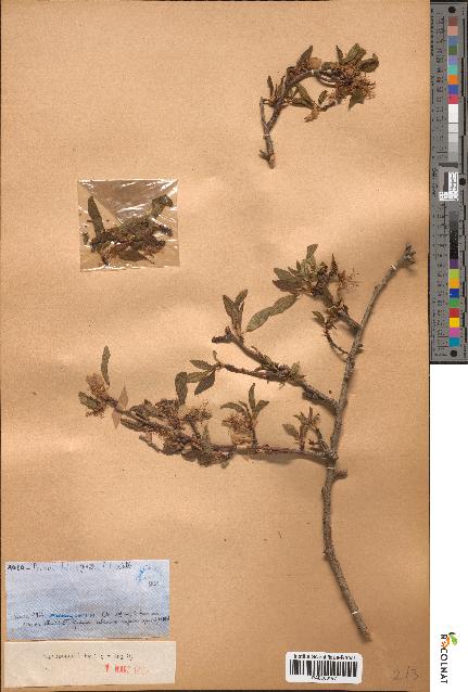 spécimen de Prunus dulcis